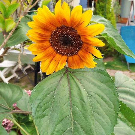 Un Deux Pieces Et Un Jardin A Villejuif Exterior foto