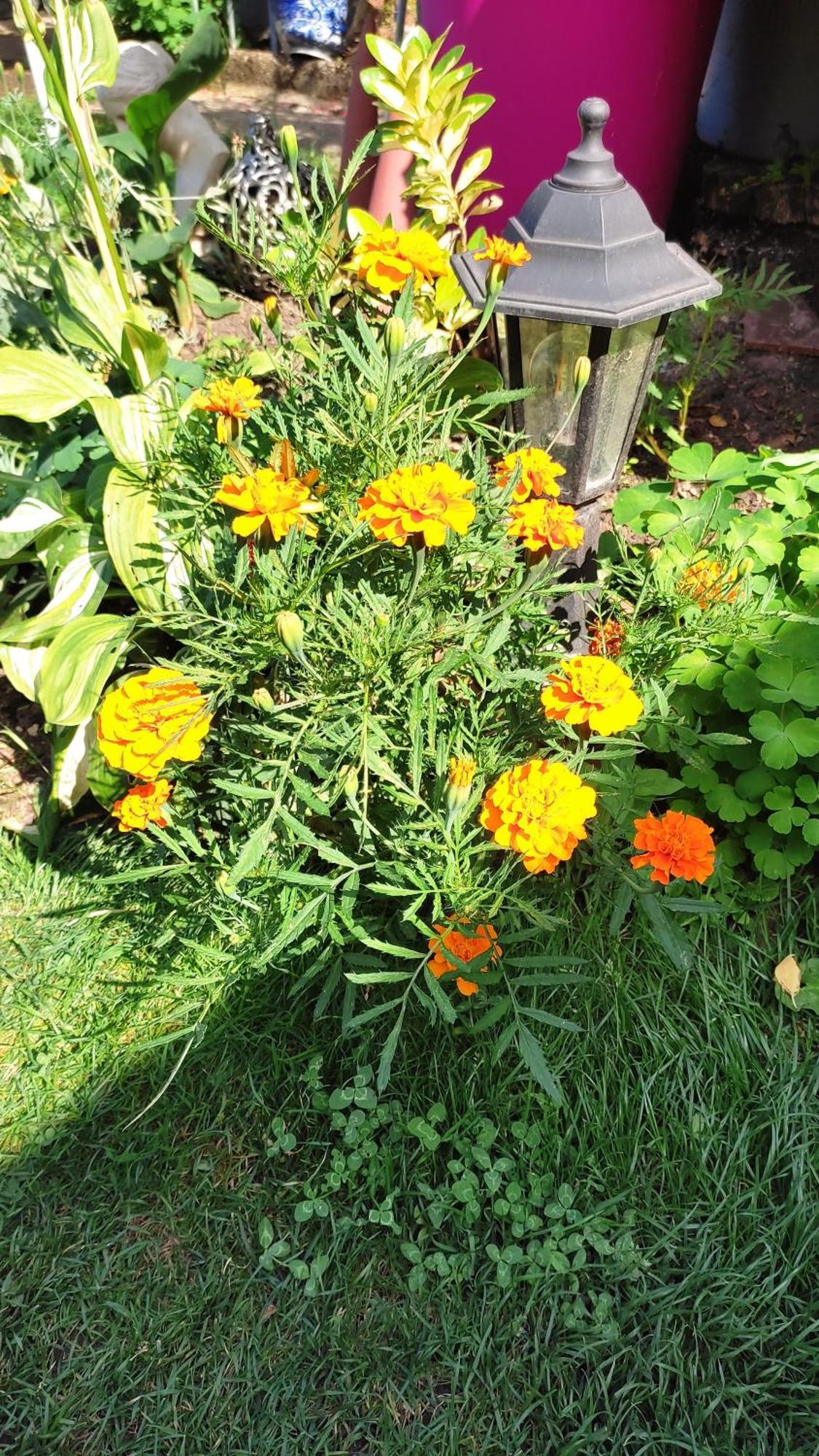 Un Deux Pieces Et Un Jardin A Villejuif Exterior foto